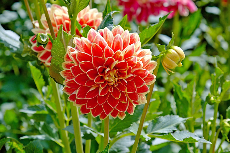 Dália - Dahlia hybrid