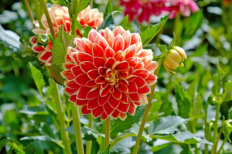 Dália - Dahlia hybrid - Flores e Folhagens