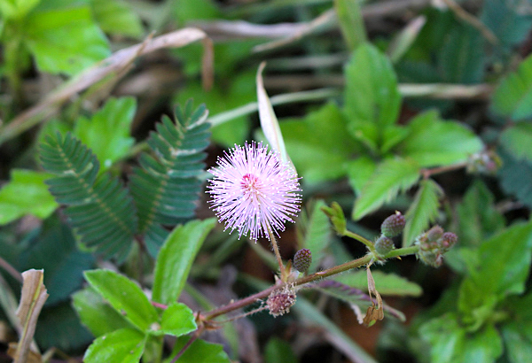 Dormideira - Mimosa pudica