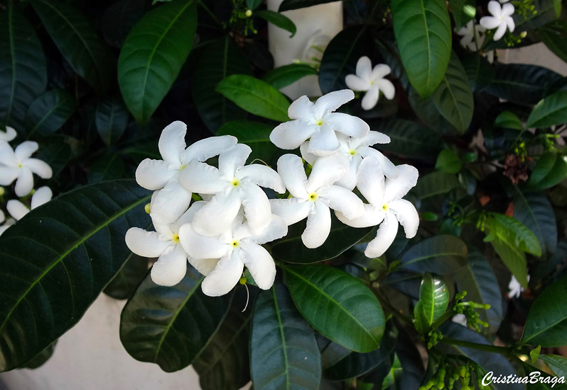 Jasmim de leite - Tabernaemontana laeta - Flores e Folhagens