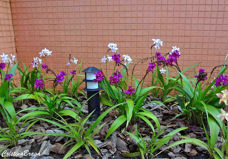 Orquídea grapete - Spathoglottis unguiculata