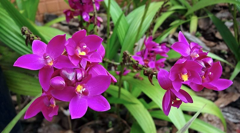 Orquídea grapete - Spathoglottis unguiculata - Flores e Folhagens