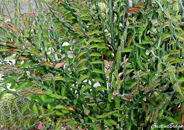 Sapatinho dos jardins - Euphorbia tithymaloides