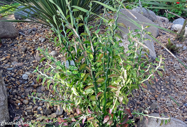 Sapatinho dos jardins - Euphorbia tithymaloides