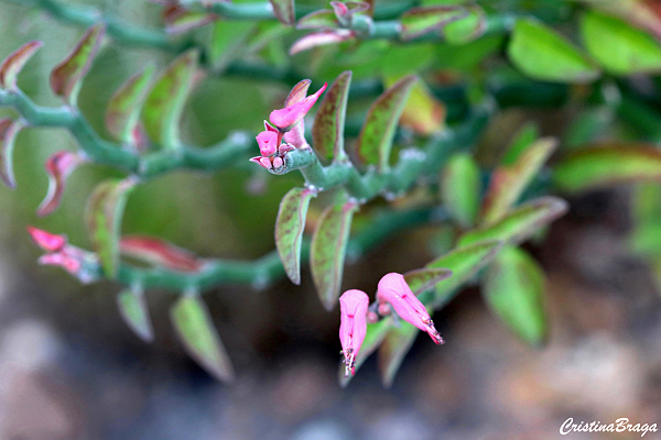 Sapatinho dos jardins - Euphorbia tithymaloides