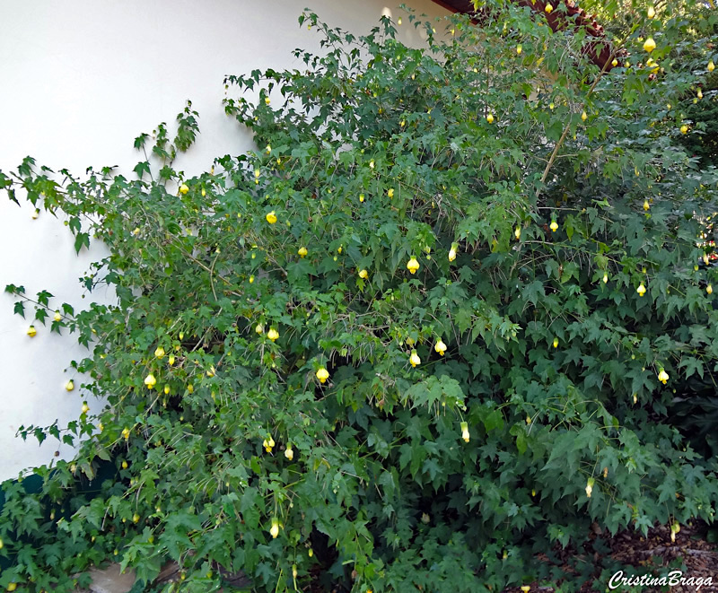 Sino amarelo - Abutilon darwinii