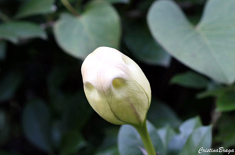 Solandra - Solandra grandiflora