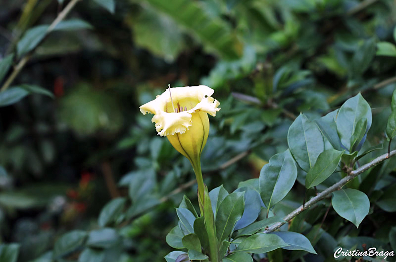 Solandra - Solandra grandiflora