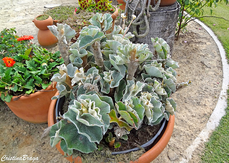 Begônia prateada - Begonia venosa