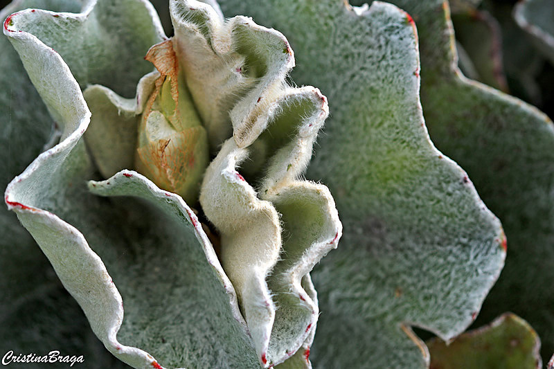 Begônia prateada - Begonia venosa