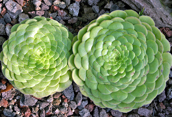 Aeonium tabuliforme