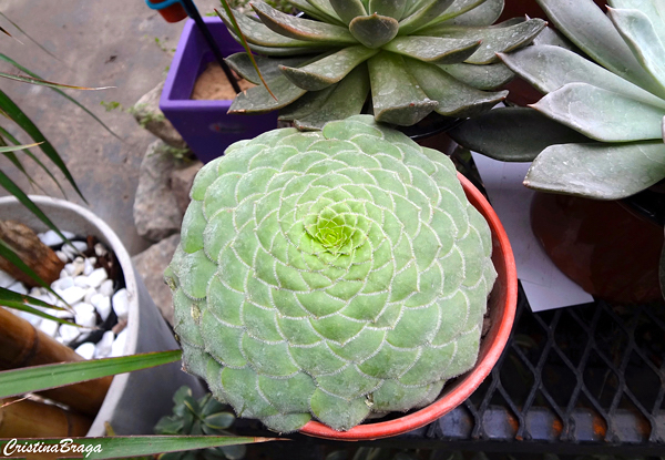 Aeonium tabuliforme