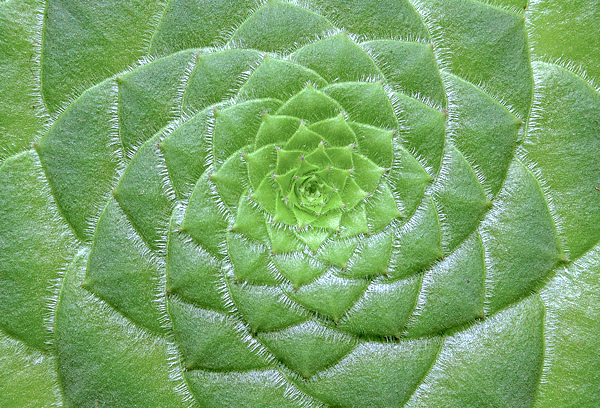 Aeonium tabuliforme