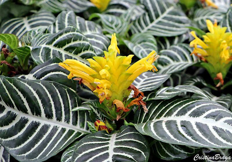 Afelandra - Aphelandra squarrosa