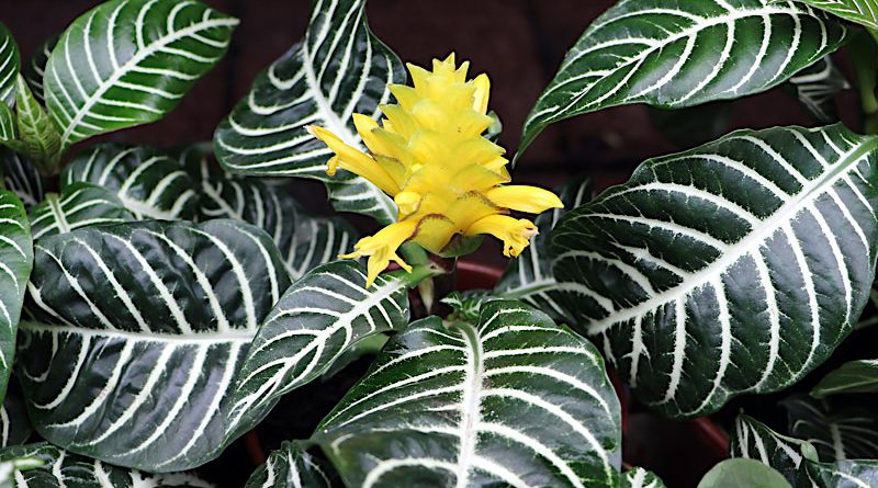 Afelandra - Aphelandra squarrosa - Flores e Folhagens