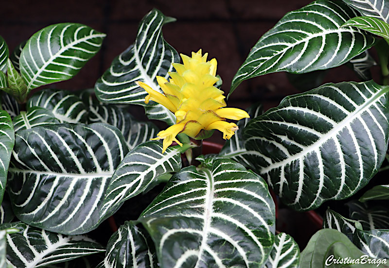 Afelandra - Aphelandra squarrosa