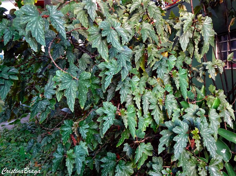 Begônia metálica - Begonia aconitifolia