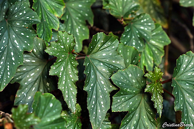 Begônia metálica - Begonia aconitifolia