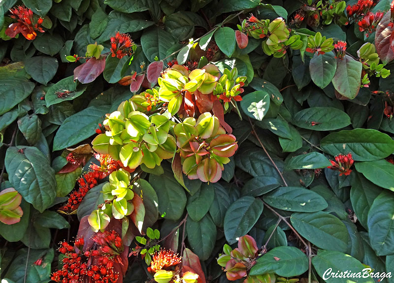 Escova de macaco - Combretum grandiflorum