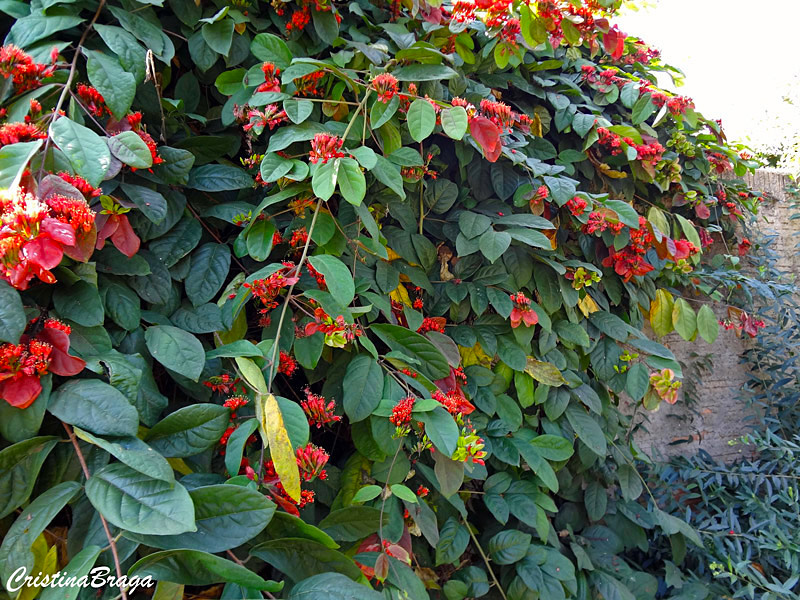 Escova de macaco - Combretum grandiflorum