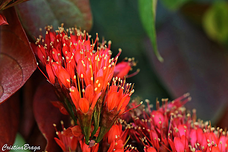 Escova de macaco - Combretum grandiflorum