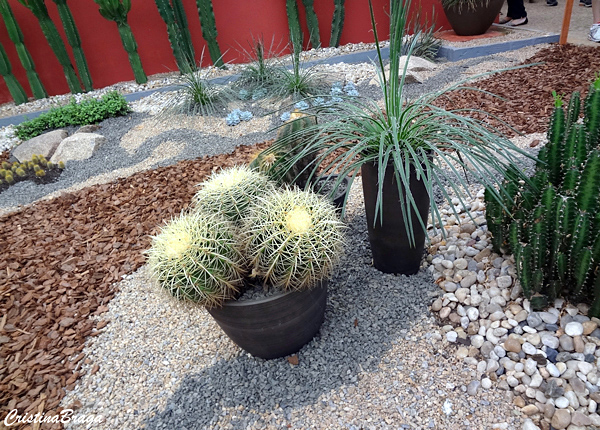 Cadeira de sogra - Echinocactus grusonii - Flores e Folhagens