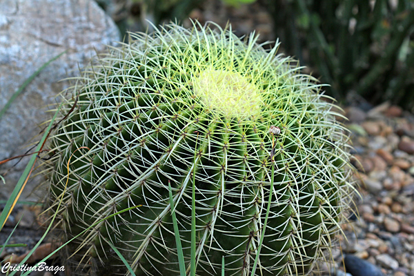 Cadeira de sogra - Echinocactus grusonii - Flores e Folhagens