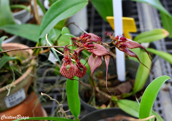 Orquidea Bulbophyllum fascinator - Flores e Folhagens