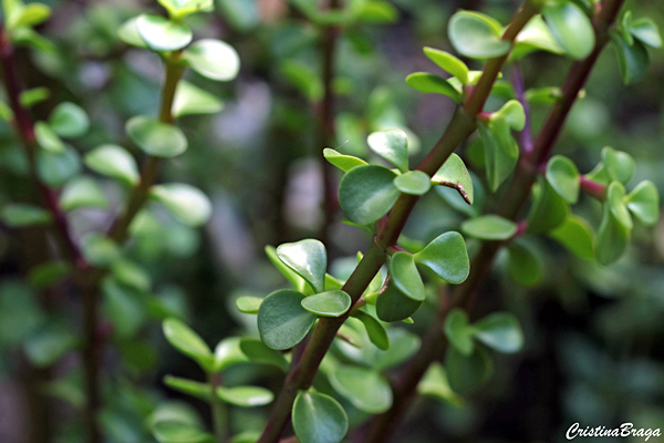 Portulacaria afra