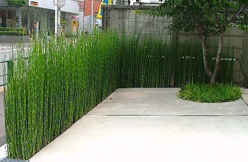 Cavalinha - Equisetum giganteum