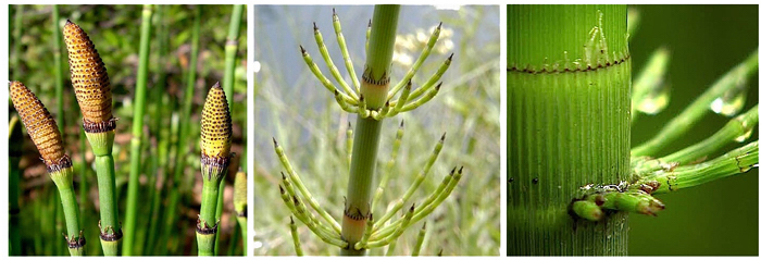 Cavalinha - Equisetum giganteum