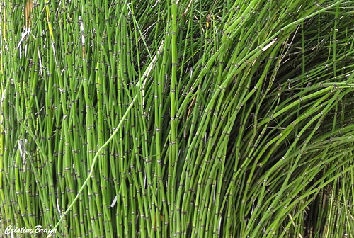 Cavalinha - Equisetum giganteum