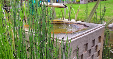 Cavalinha – Equisetum giganteum