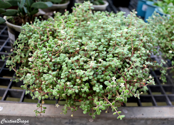 Crassula expansa subsp. fragilis