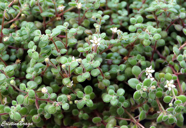 Crassula expansa subsp. fragilis