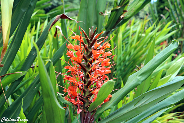 Gengibre vermelho - Hedychium coccineum - Flores e Folhagens