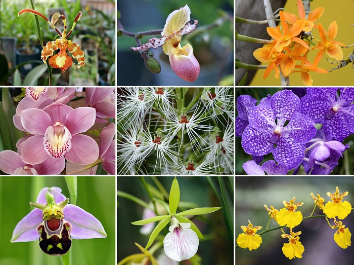 Orquídeas