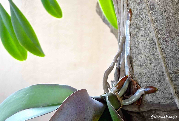 Orquídeas