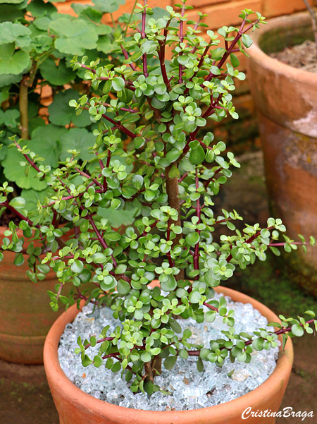 Portulacaria afra