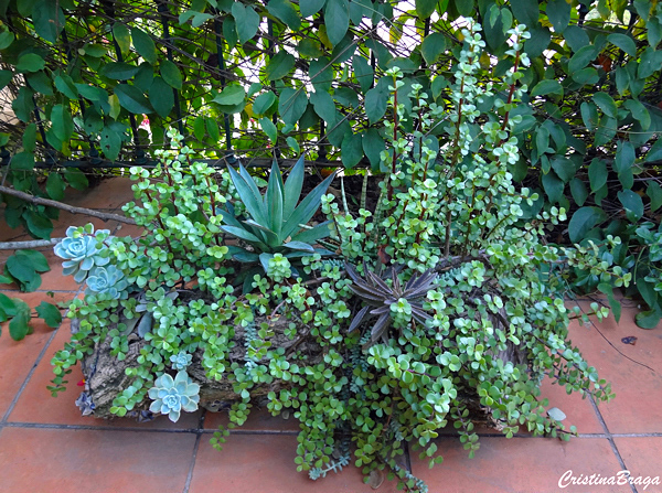 Portulacaria afra