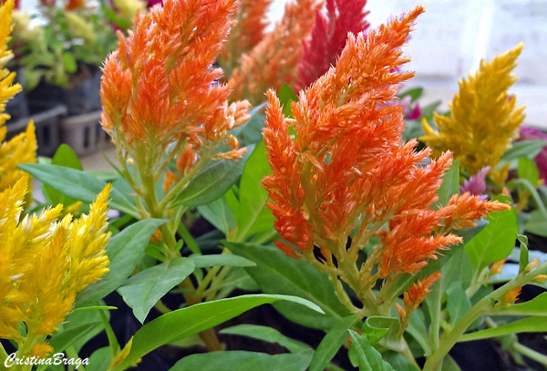 Celosia plumosa - Celosia argentea