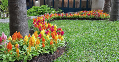 Celósia plumosa – Celosia argentea