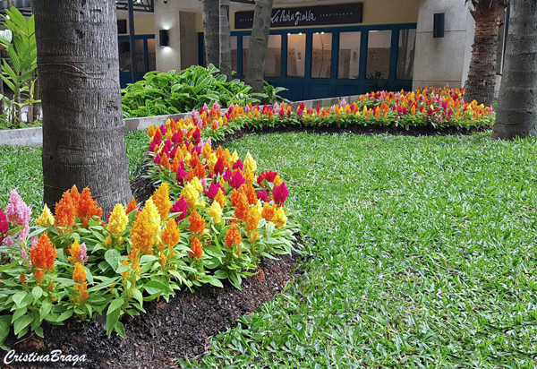 Celosia plumosa - Celosia argentea