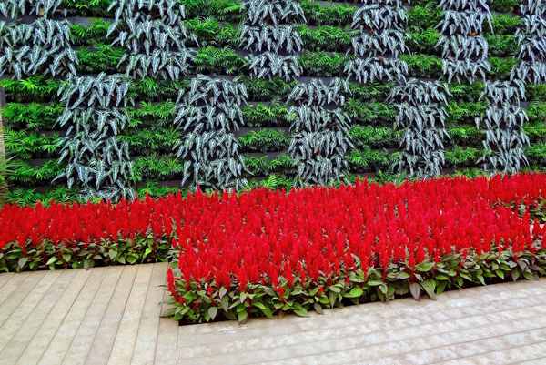 Celosia plumosa - Celosia argentea