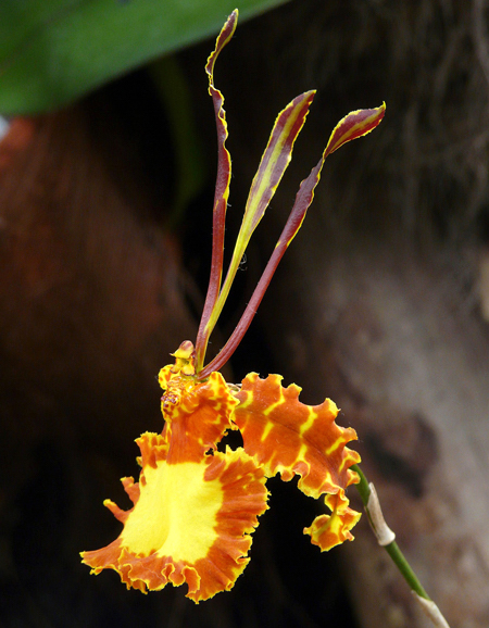 Orquídea borboleta - Psychopsis papilio