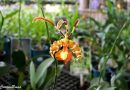 Orquídea borboleta – Psychopsis papilio