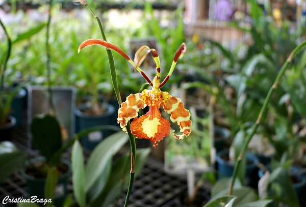 Orquídea borboleta - Psychopsis papilio - Flores e Folhagens