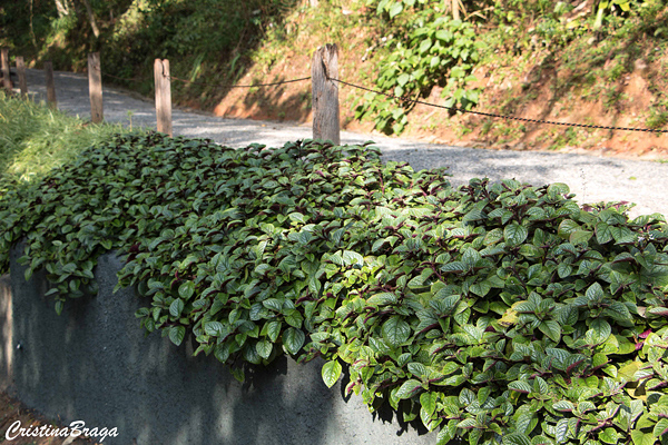 Plectranthus ciliatus