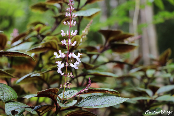 Plectranthus ciliatus