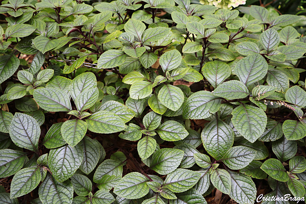 Plectranthus ciliatus